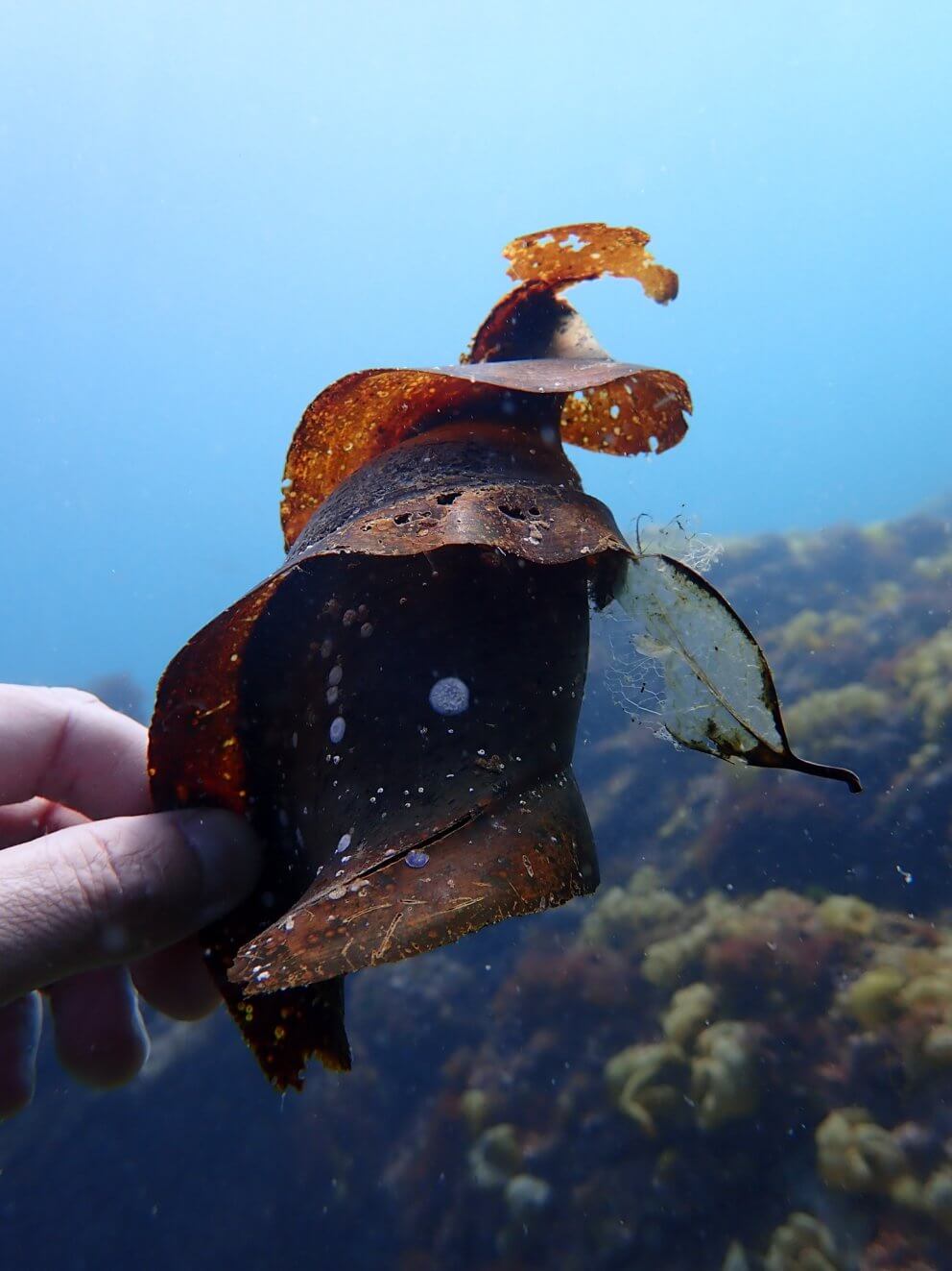 海中に住むかわいい生物 ダイビングライセンスを取得して未知の海中世界へ